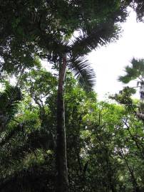 Fotografia da espécie Hyophorbe lagenicaulis