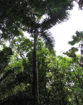 Fotografia 4 da espécie Hyophorbe lagenicaulis no Jardim Botânico UTAD