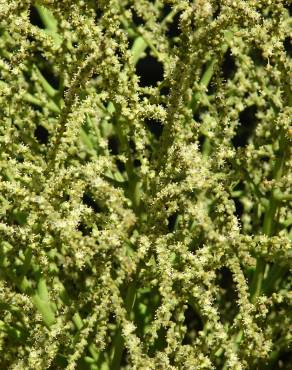 Fotografia 5 da espécie Hyophorbe lagenicaulis no Jardim Botânico UTAD