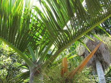 Fotografia da espécie Hyophorbe lagenicaulis