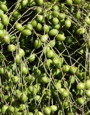 Fotografia 8 da espécie Hyophorbe lagenicaulis no Jardim Botânico UTAD