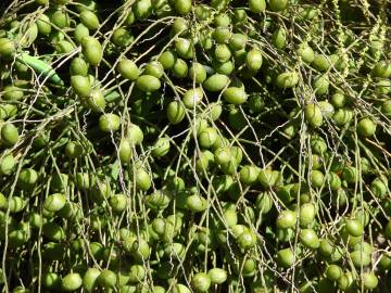 Fotografia da espécie Hyophorbe lagenicaulis