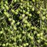 Fotografia 8 da espécie Hyophorbe lagenicaulis do Jardim Botânico UTAD