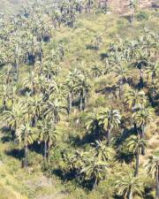 Fotografia da espécie Jubaea chilensis