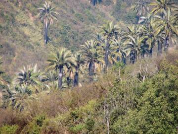 Fotografia da espécie Jubaea chilensis