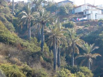 Fotografia da espécie Jubaea chilensis