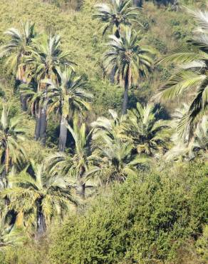 Fotografia 4 da espécie Jubaea chilensis no Jardim Botânico UTAD