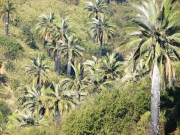 Fotografia da espécie Jubaea chilensis