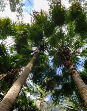 Fotografia 1 da espécie Livistona australis no Jardim Botânico UTAD