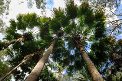 Fotografia da espécie Livistona australis