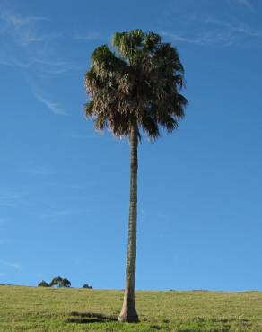 Fotografia 3 da espécie Livistona australis no Jardim Botânico UTAD