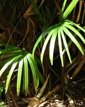 Fotografia 1 da espécie Rhapis excelsa no Jardim Botânico UTAD