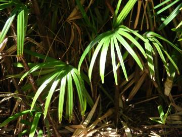 Fotografia da espécie Rhapis excelsa