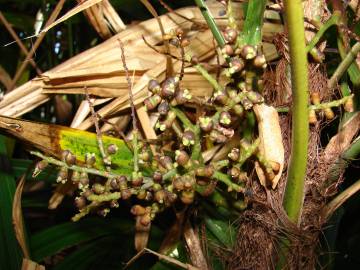 Fotografia da espécie Rhapis excelsa