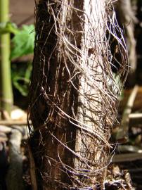 Fotografia da espécie Rhapis excelsa