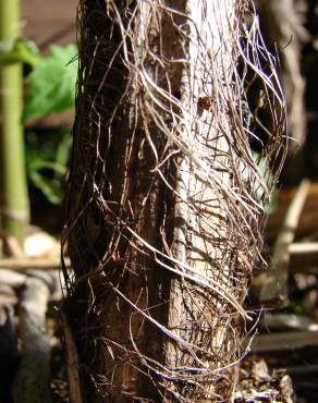 Fotografia 3 da espécie Rhapis excelsa no Jardim Botânico UTAD