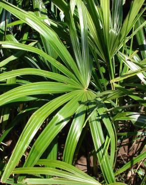 Fotografia 5 da espécie Rhapis excelsa no Jardim Botânico UTAD