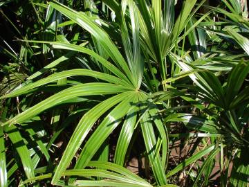 Fotografia da espécie Rhapis excelsa