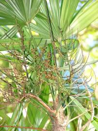 Fotografia da espécie Rhapis excelsa