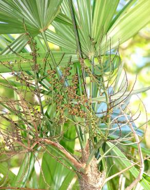 Fotografia 6 da espécie Rhapis excelsa no Jardim Botânico UTAD