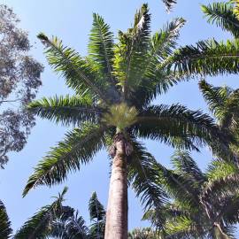 Fotografia da espécie Roystonea oleracea