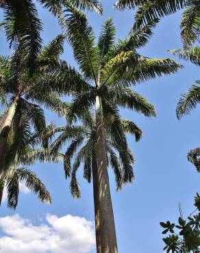 Fotografia 3 da espécie Roystonea oleracea no Jardim Botânico UTAD