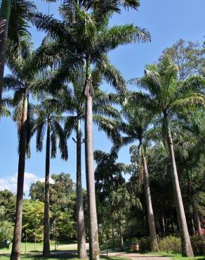 Fotografia 4 da espécie Roystonea oleracea no Jardim Botânico UTAD