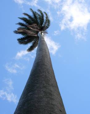 Fotografia 5 da espécie Roystonea oleracea no Jardim Botânico UTAD