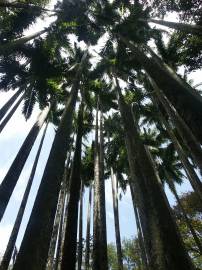 Fotografia da espécie Roystonea oleracea