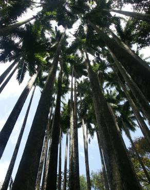 Fotografia 6 da espécie Roystonea oleracea no Jardim Botânico UTAD