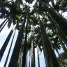 Fotografia 6 da espécie Roystonea oleracea do Jardim Botânico UTAD