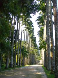 Fotografia da espécie Roystonea oleracea