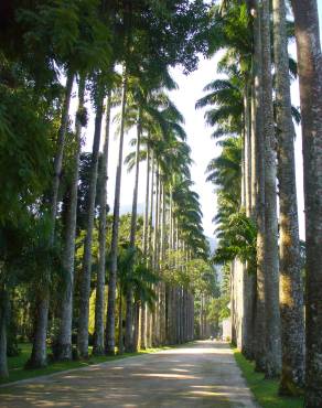 Fotografia 7 da espécie Roystonea oleracea no Jardim Botânico UTAD