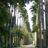 Fotografia 7 da espécie Roystonea oleracea do Jardim Botânico UTAD