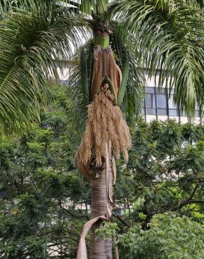 Fotografia 9 da espécie Roystonea oleracea no Jardim Botânico UTAD