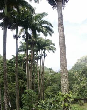 Fotografia 11 da espécie Roystonea oleracea no Jardim Botânico UTAD