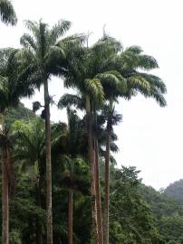 Fotografia da espécie Roystonea oleracea