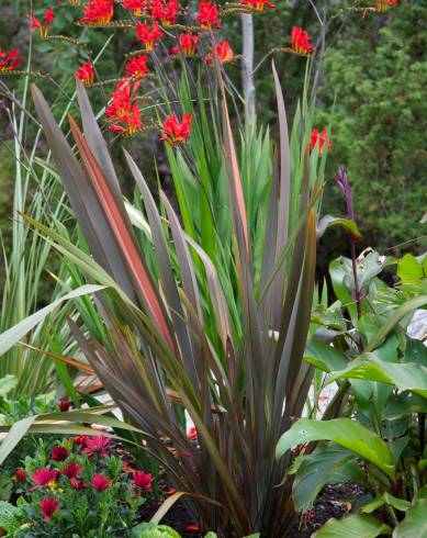 Fotografia de capa Phormium tenax - do Jardim Botânico