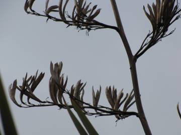 Fotografia da espécie Phormium tenax