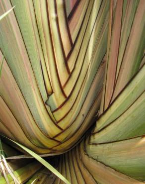 Fotografia 3 da espécie Phormium tenax no Jardim Botânico UTAD