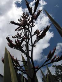 Fotografia da espécie Phormium tenax