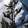 Fotografia 6 da espécie Phormium tenax do Jardim Botânico UTAD