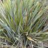 Fotografia 7 da espécie Phormium tenax do Jardim Botânico UTAD