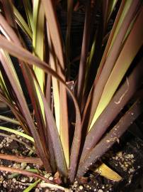 Fotografia da espécie Phormium tenax