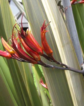 Fotografia 9 da espécie Phormium tenax no Jardim Botânico UTAD