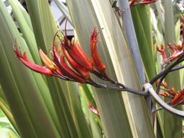 Fotografia da espécie Phormium tenax