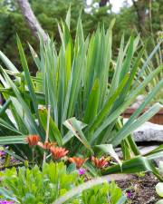 Fotografia da espécie Yucca filamentosa