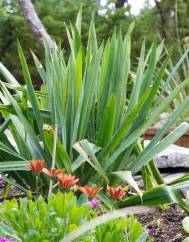 Yucca filamentosa