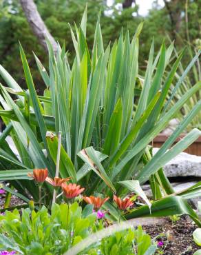 Fotografia 1 da espécie Yucca filamentosa no Jardim Botânico UTAD