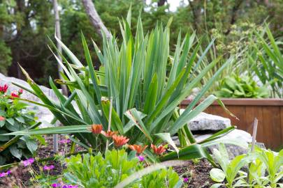 Fotografia da espécie Yucca filamentosa